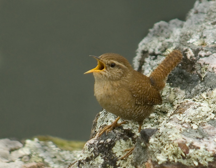 Oiseaux