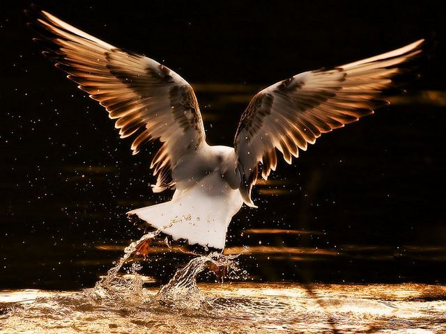 Oiseaux