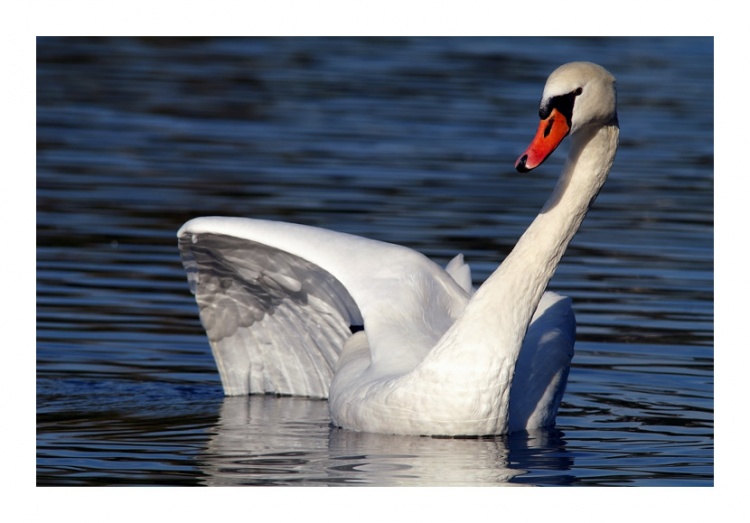 Oiseaux