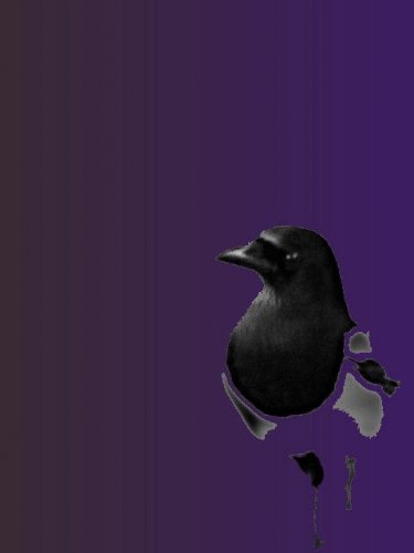 Oiseaux