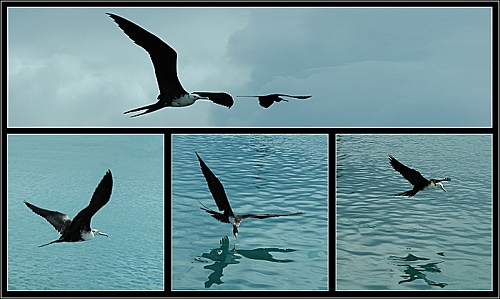 Oiseaux