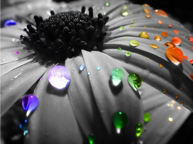 Avatars Fleurs K1mx3a1b