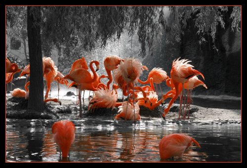 Oiseaux